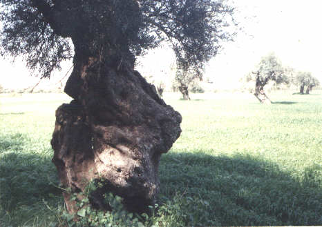 tree1.JPG 