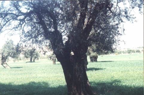 tree3.jpg 